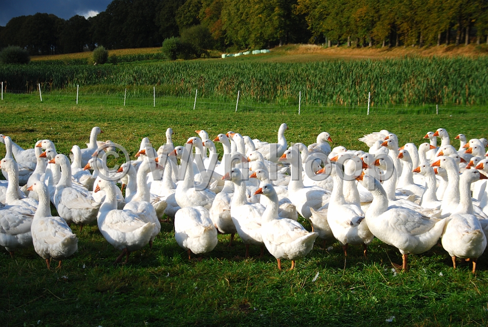 MecklenburgVorpommern 1/Schmadebeck Gaense
